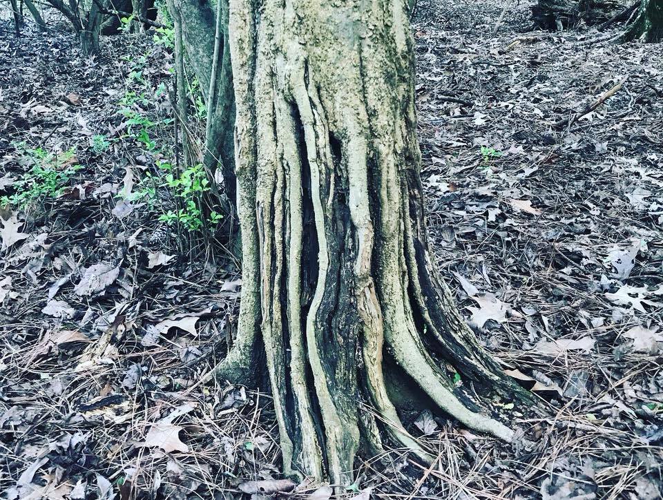 Cypress tree roots at Koger Island
