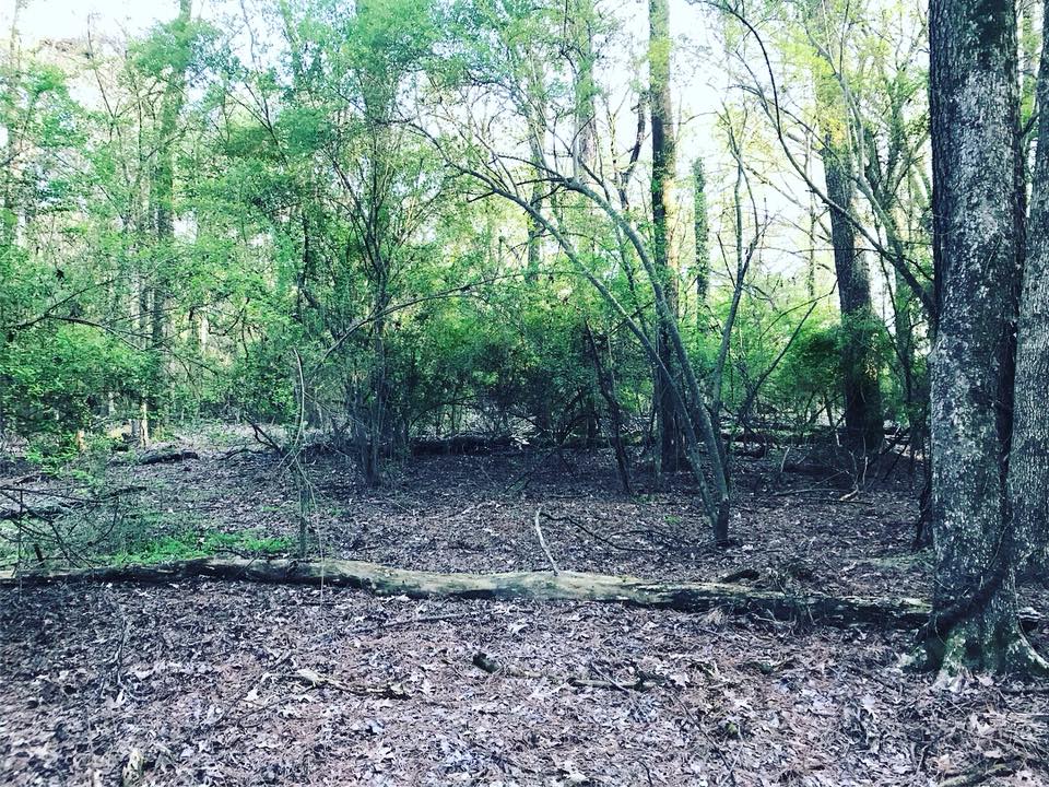 A look at the landscape of Koger Island
